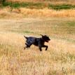 German Wirehair Pointer Haugen Ranch Kennels Minot North Dakota Hunting Pups