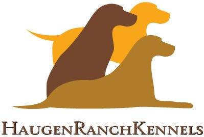 Haugen Ranch Kennels Hunting Pups Dog Boarding and Kenneling Minot North Dakota