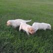 Haugen Ranch Kennels Yellow Lab Pups Minot North Dakota