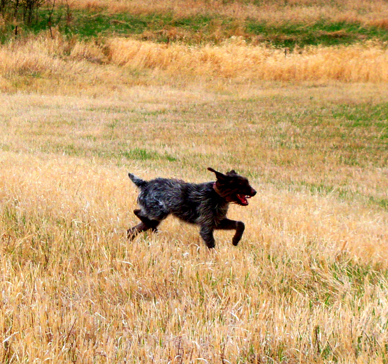 Started Bird Dogs Minot North Dakota Kennels