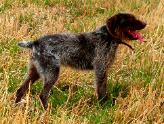 Dog Breeders North Dakota, Haugen Ranch Kennels, Dog Boarding Minot, North Dakota, Pet Boarding Minot, North Dakota, Brittany Spaniels