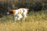 Dog Breeders North Dakota, Haugen Ranch Kennels, Dog Boarding Minot, North Dakota, Pet Boarding Minot, North Dakota, Brittany Spaniels