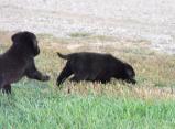 Dog Breeders North Dakota, Haugen Ranch Kennels, Dog Boarding Minot, North Dakota, Pet Boarding Minot, North Dakota, Brittany Spaniels