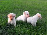 Dog Breeders North Dakota, Haugen Ranch Kennels, Dog Boarding Minot, North Dakota, Pet Boarding Minot, North Dakota, Brittany Spaniels