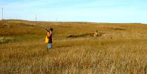 Dog Breeders North Dakota, Haugen Ranch Kennels, Dog Boarding Minot, North Dakota, Pet Boarding Minot, North Dakota, Brittany Spaniels