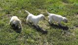 Dog Breeders North Dakota, Haugen Ranch Kennels, Dog Boarding Minot, North Dakota, Pet Boarding Minot, North Dakota, Brittany Spaniels